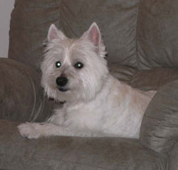 Chloe - WestieMed Recipient