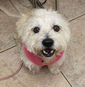 Abby - WestieMed Grant Recipient Sept. 2019