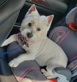 Barkley - WestieMed Recipient November 2017