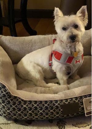 Bella - WestieMed Grant Recipient April 2018