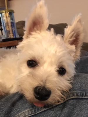 Chloe - WestieMed Grant Recipient May 2018