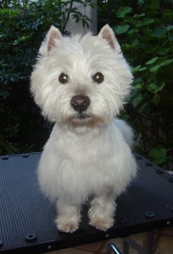 Gus - WestieMed Grant Recipient January 2013