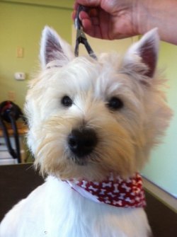 Lola - WestieMed Grant Recipient December 2012