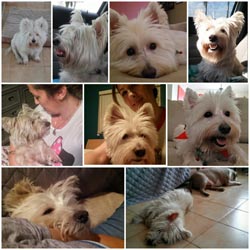 Lucky - WestieMed Grant Recipient April 2016