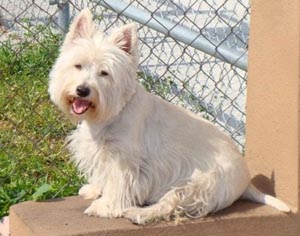 Lucky - WestieMed Grant Recipient April 2016