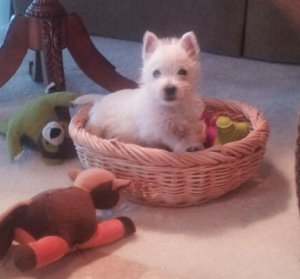 Maisy - WestieMed Grant Recipient February 2013