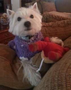 Maisy - WestieMed Grant Recipient February 2013