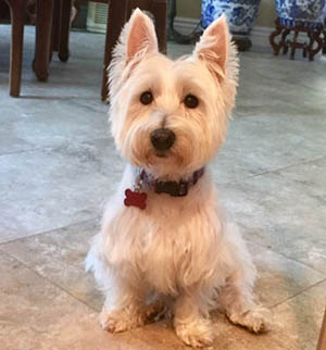 Missy - WestieMed Grant Recipient August 2018