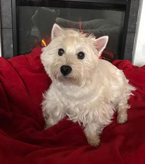 Molly - WestieMed Grant Recipient February 2018