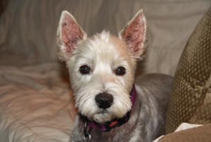 Murphy - WestieMed Grant Recipient August 2016