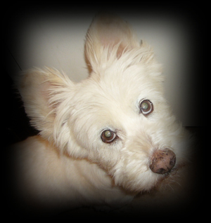 Nilla - WestieMed Grant Recipient April 2014