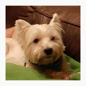 Piper - WestieMed Grant Recipient April 2017