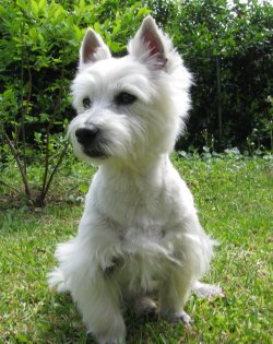 Sophie - WestieMed Grant Recipient April 2013