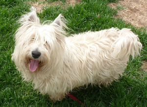 Suzy - Westiemed Grant Recipient June 2014