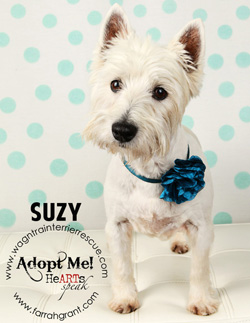 Suzy - Westiemed Grant Recipient June 2014