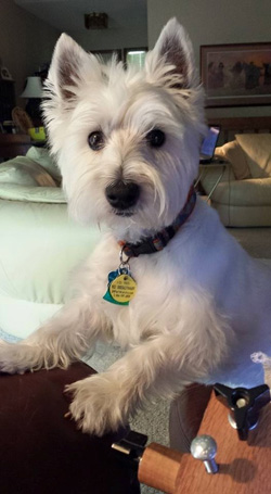 Suzy - Westiemed Grant Recipient June 2014