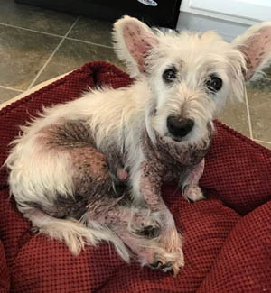 Zeus McGoose - WestieMed Grant Recipient Feb 2019