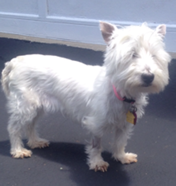 Abby - Westiemed Grant Recipient August 2014