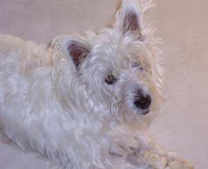 Albert - WestieMed Grant Recipient May 2014