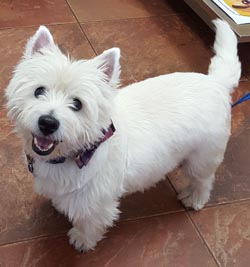 Barkley - WestieMed Recipient November 2017