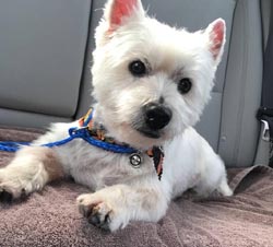 Barkley - WestieMed Recipient November 2017