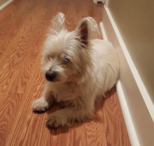 Barkley - WestieMed Recipient November 2017