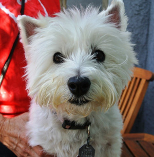 Callie - WestieMed Grant Recipient July 2015