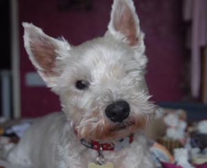 Charlie Bear - WestieMed Grant Recipient October2017