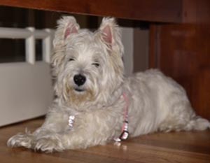 Chloe - WestieMed Grant Recipient September 2016