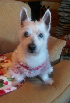 Holly - WestieMed Grant Recipient December 2014