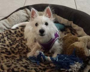 Lola - WestieMed Grant Recipient November 2015