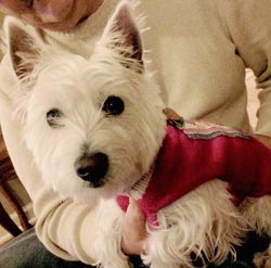 Maisy- WestieMed Grant Recipient August 2016