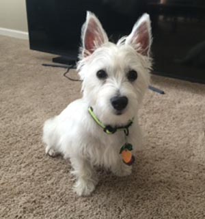 Maisy- WestieMed Grant Recipient August 2016