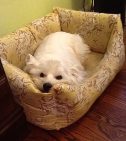 Molly - WestieMed Grant Recipient February 2015