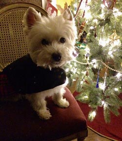 Molly - WestieMed Grant Recipient February 2015