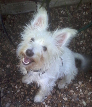 Pippa - WestieMed Grant Recipient September 2014