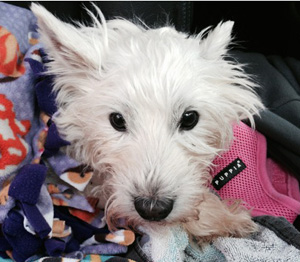 Sophie - WestieMed Grant Recipient October 2014