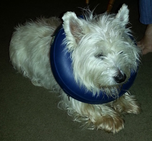 Toby - WestieMed Grant Recipient June 2014