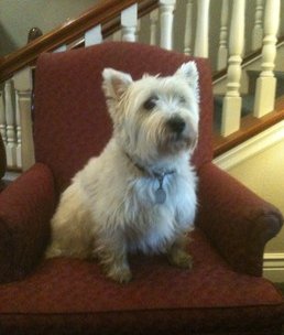 Barney - WestieMed Grant Recipient June 2012