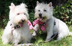 Barney - WestieMed Grant Recipient June 2012