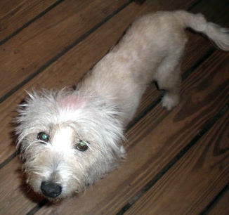 Boomer - WestieMed Recipient October 2010