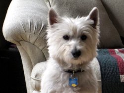 Boomer - WestieMed Recipient October 2010