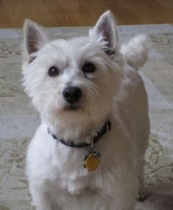 Boomer - WestieMed Recipient October 2010