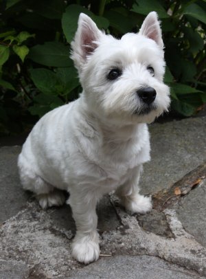 Derby WestieRescue Grant Recipient August 2011