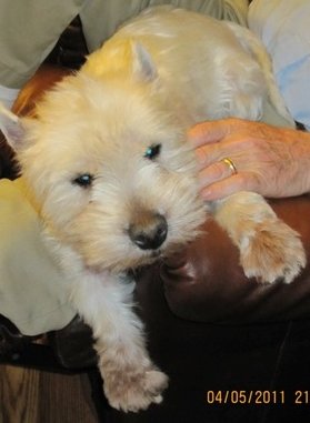 Dodger - WestieMed Recipient January 2011