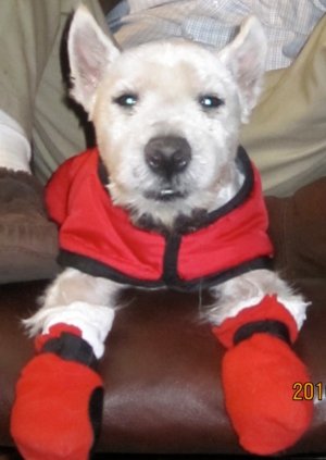 Dodger - WestieMed Recipient January 2011