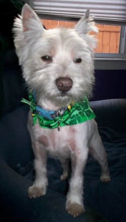 Finnegan - WestieMed Recipient March 2011