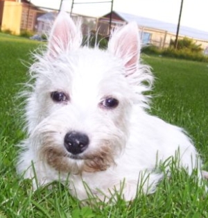 Honey Bun - WestieMed Recipient July 2010