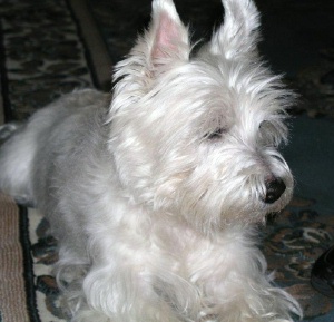 Jack - WestieMed Recipient March 2010