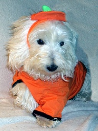 Jack - WestieMed Recipient March 2010